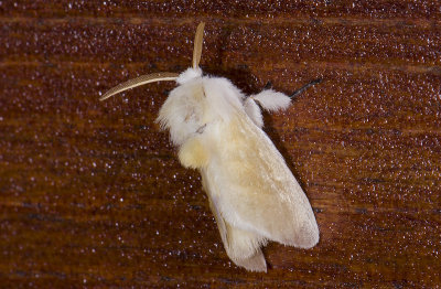moth 9635.jpg