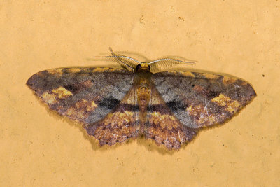 moth  9637.jpg
