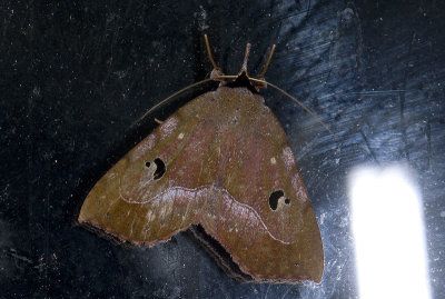 Erebidae; Eulepidotinae; Panopodini; Goniocarsia sp?  9640.jpg