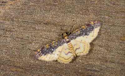 Geometridae; Larentiinae; Eois sp.?  9642.jpg