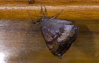 moth  9645.jpg