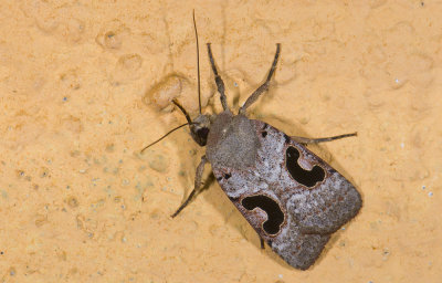 Noctuidae; Noctuinae; Eriopygini; Hypotrix lunata  9647.jpg