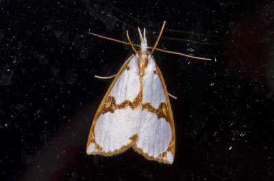 Crambidae; Crambinae; Argyria sp. 9649.jpg