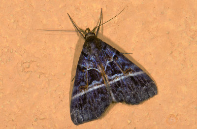 moth  9655.jpg