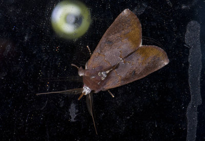 moth  9657.jpg