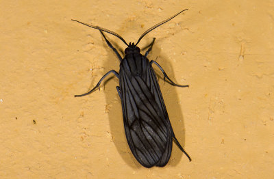 Erebidae; Arctiinae; Thysanoprymna sp.?  9664.jpg
