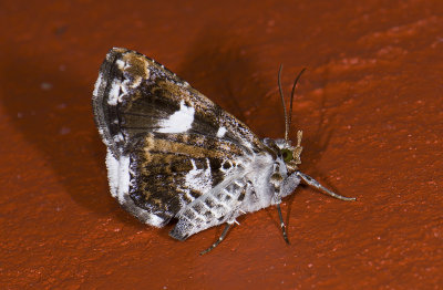 moth  9665.jpg