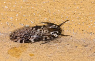 Erebidae; Arctiinae; Praemastus sp.  9676.jpg