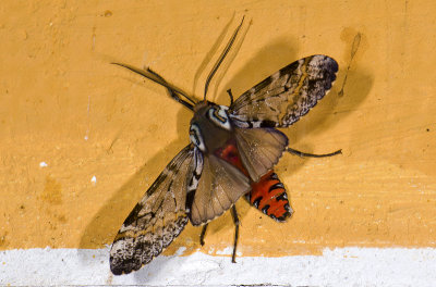Erebidae; Arctiinae; Praeamastus cymothoe?  9677.jpg