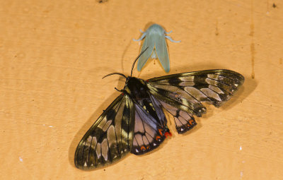 Erebidae; Arctiinae; Arctiini; Dysschema palmeri?  9678.jpg
