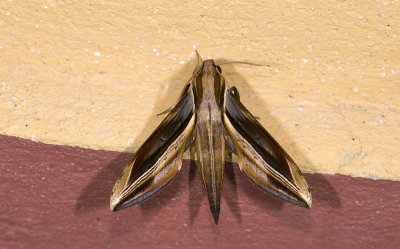Sphingidae; Macroglossinae; Xylophanes sp.  9687.jpg