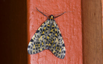 Geometridae; Larentiinae; Graphidipus sp.?  9693.jpg