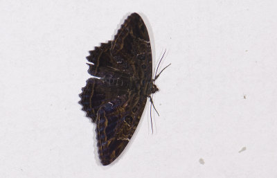 Erebidae; Erebinae; Thermesiini; Letis sp.?  9696.jpg