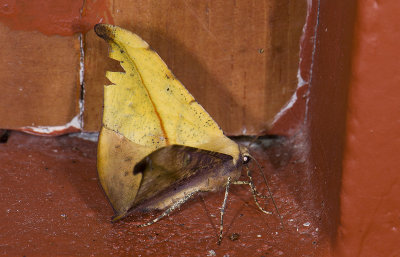 moth  9701.jpg