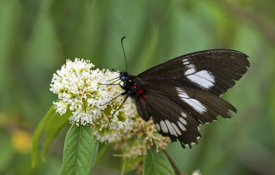 Butterfly  6610.jpg