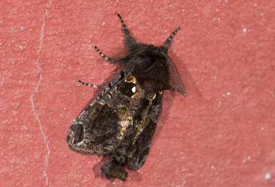 Notodontidae; ? 0765.jpg