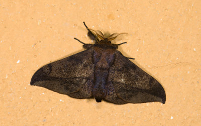 moth s 0766.jpg