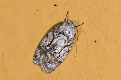 moth a 0767.jpg