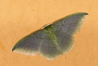 Geometridae; Geometrinae; Phrudocentra sp.?  0769.jpg