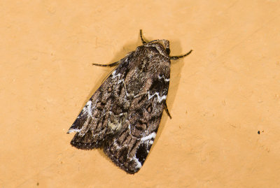 moth  n0771.jpg