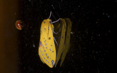 Erebidae; Arctiinae; Symphlebia sp.? 0780.jpg