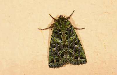 Noctuidae; Hadeninae; Heterochroma sp.?  0782.jpg