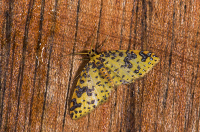 Geometridae; Larentiinae; Eois sp?  0783.jpg