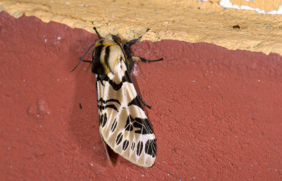 Erebidae; Arctiinae; Arctiini; Hypercompe sp.?  0802.jpg