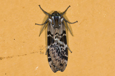 Erebidae; Arctiinae; Praemastus sp.  0805.jpg
