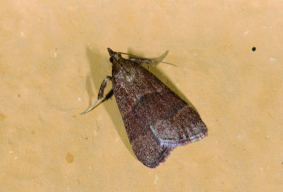 Pyralidae; Chrysauginae; Caphys sp.?  0807.jpg