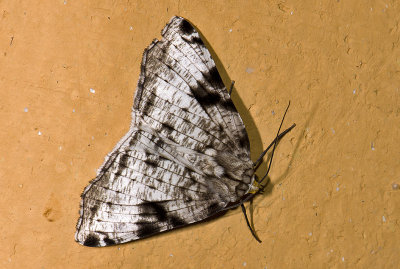 moth  g0812.jpg