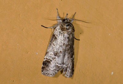 moth  n0815.jpg