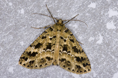 Geometridae; Ennominae; Melanolophia sp.?  0819.jpg