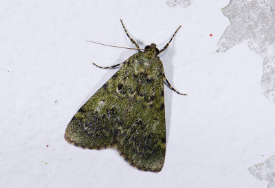 moth  n0820.jpg