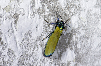 Erebidae; Arctiinae; Lithosiini; Gardinia sp.?  0821.jpg
