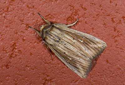 Noctuidae; Noctuinae; Leucania sp.?  0825.jpg