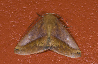 Geometridae; Ennominae; Bassania sp.  0827.jpg