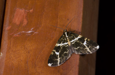 Geometridae; Ennominae; Melanoscia sp.  0832.jpg
