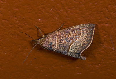 moth  0843.jpg