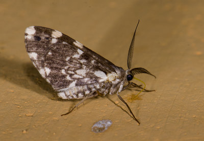 moth  0850.jpg