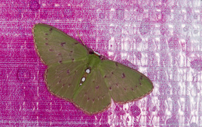 Geometridae; Geometrinae; Lissochlora pectinifera?  0858.jpg