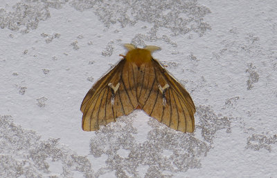 Saturniidae; Hemileucinae; Cerodirphia nadiana?  0862.jpg