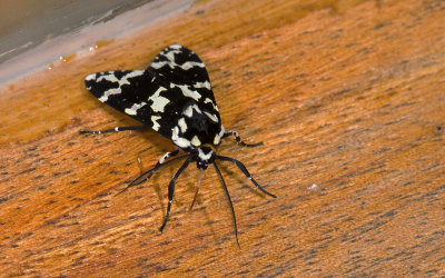 Erebidae; Arctiinae; Arctiini; Eucereon sp.  0865.jpg