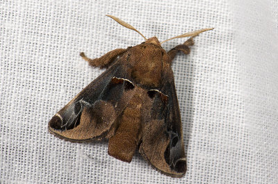 moth  9865.jpg
