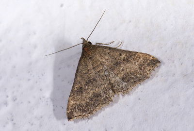 moth  1033.jpg