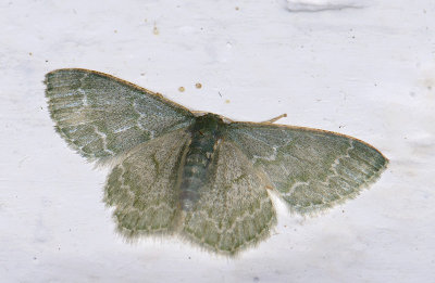 Geometridae; Chloropteryx aff paularia  1034.jpg