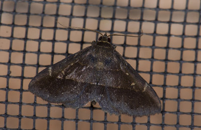 moth  1040.jpg