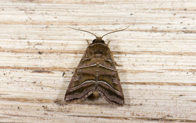 moth  n1065.jpg
