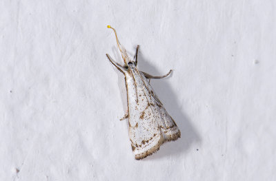 moth  9892.jpg