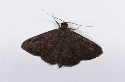 moth n1082.jpg